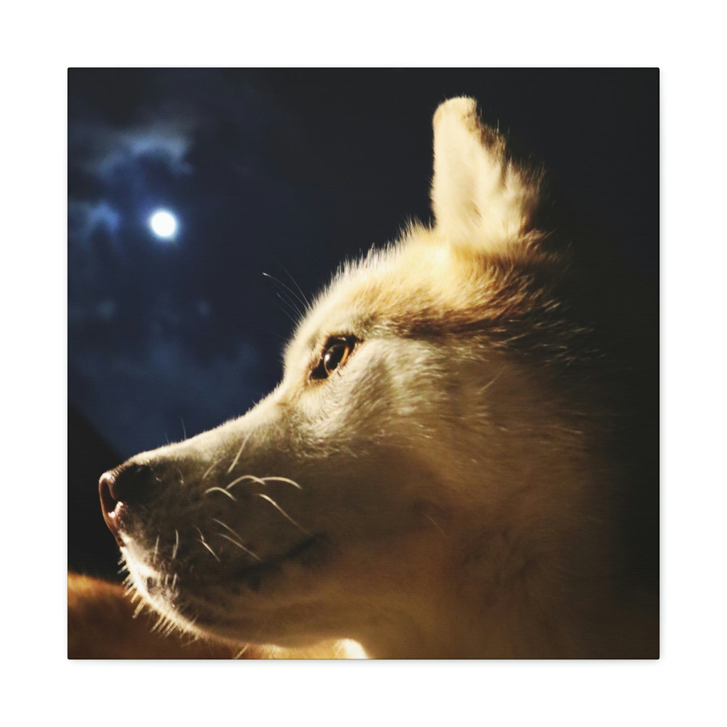 Husky Moonlight Canvas Art