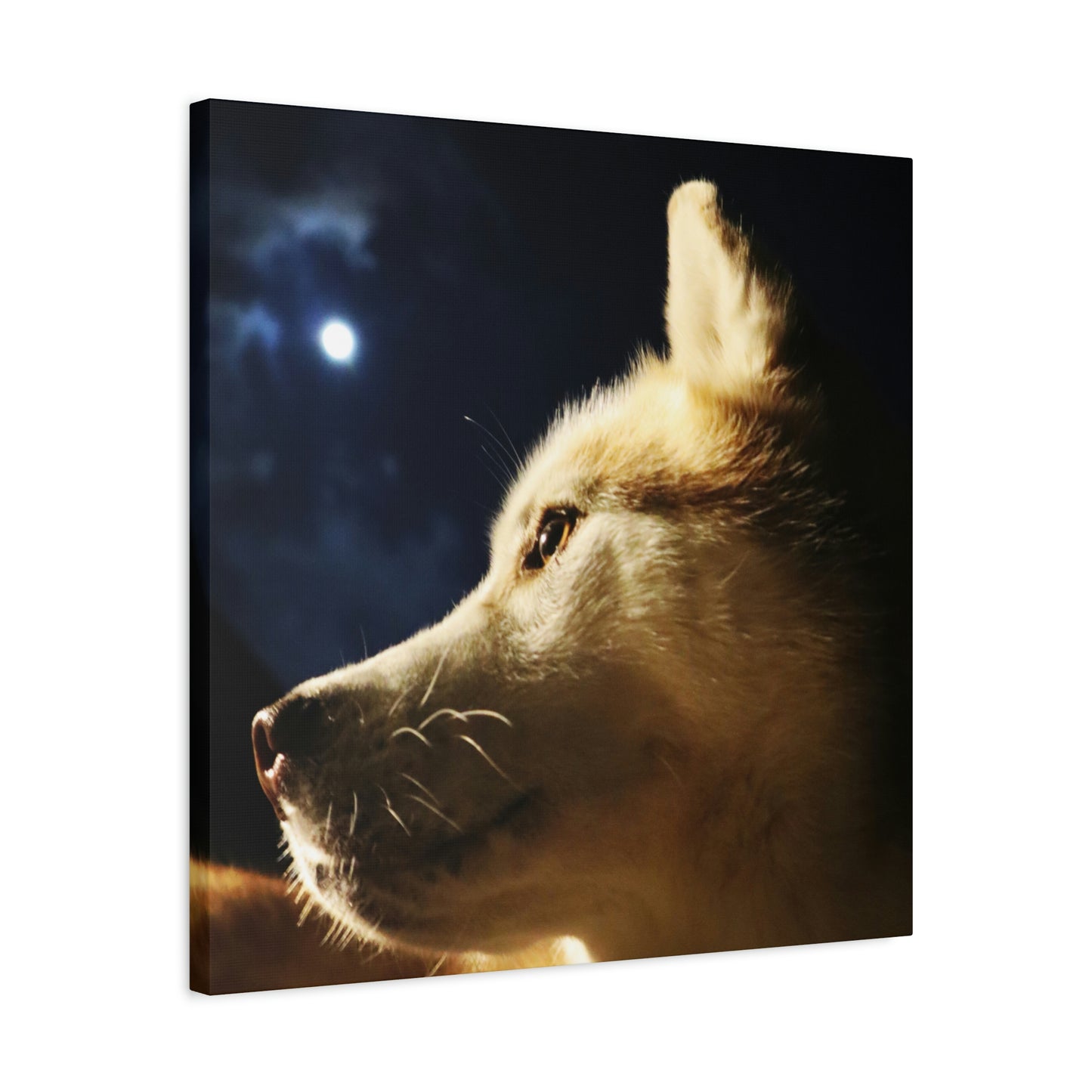 Husky Moonlight Canvas Art